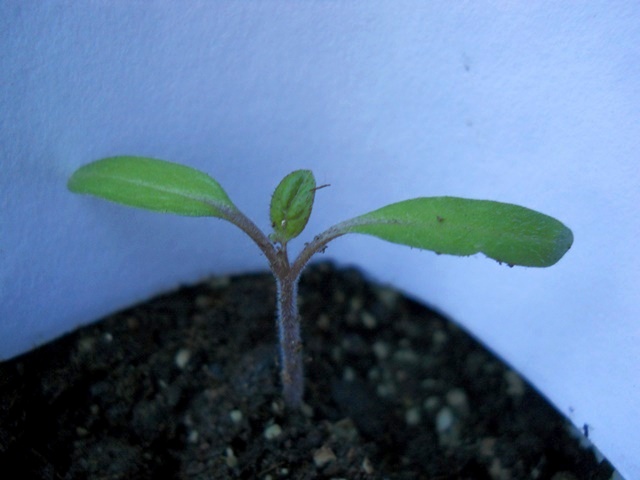 Name:  DSCN4692.JPG
Views: 601
Size:  65.1 KB