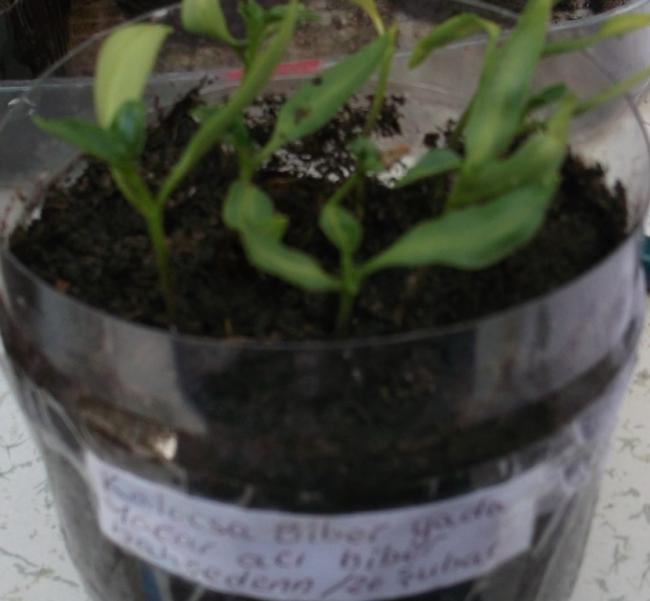 Name:  DSCF6875.jpg
Views: 897
Size:  33.2 KB