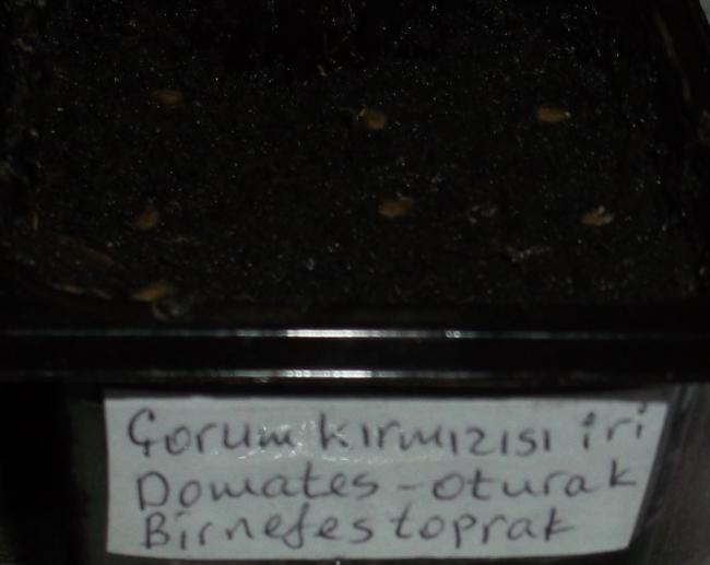 Name:  DSCF6655.jpg
Views: 840
Size:  25.3 KB