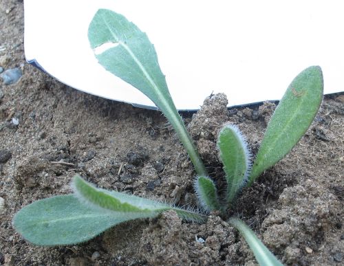 Name:  Gaillardia7.jpg
Views: 957
Size:  55.3 KB