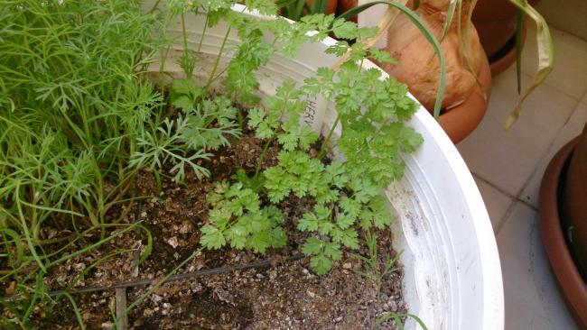 Name:  herb2.jpg
Views: 441
Size:  52.5 KB