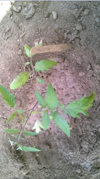 Name:  domates alman -26.5.15.jpg
Views: 1005
Size:  43.4 KB