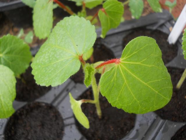 Name: DSCN5505.jpg
Views: 270
Size: 34.0 KB