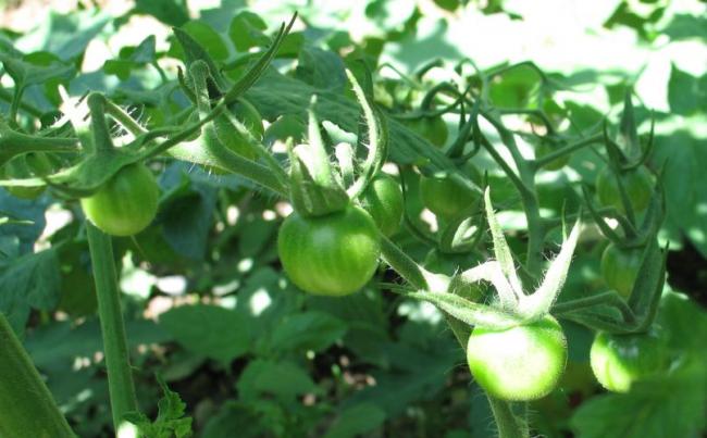 Name:  black cherry.jpg
Views: 607
Size:  42.6 KB