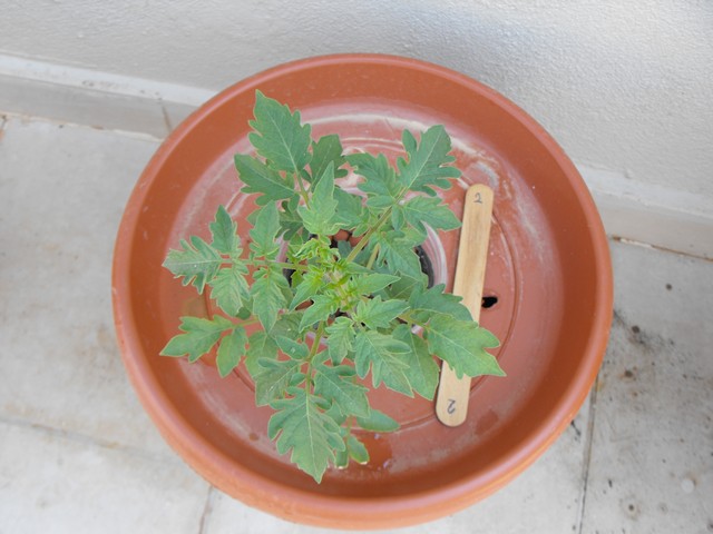 Name:  DSCF8752.jpg
Views: 652
Size:  68.9 KB