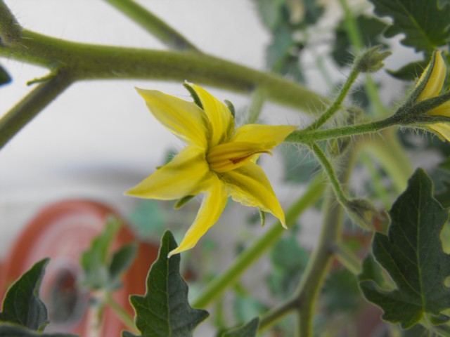 Name:  DSCF8754.jpg
Views: 638
Size:  58.3 KB