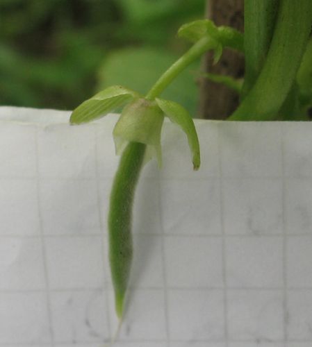 Name:  barbunya.jpg
Views: 496
Size:  22.3 KB