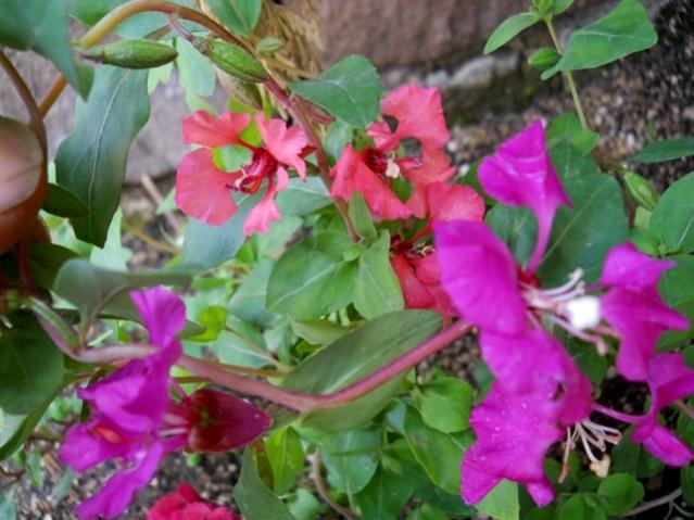 Name:  DSCN5775.jpg
Views: 614
Size:  48.9 KB