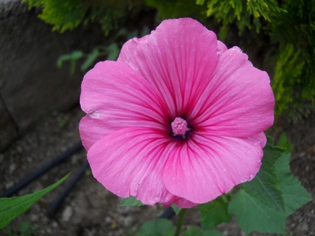 Name:  DSCN5986.jpg
Views: 688
Size:  34.2 KB