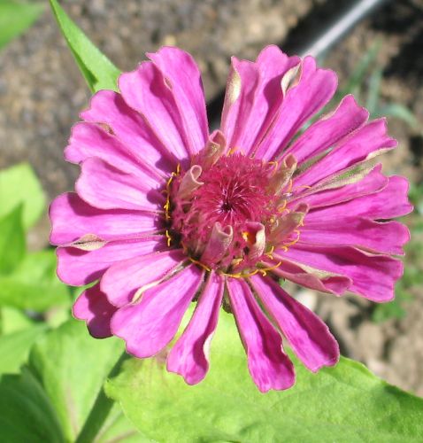 Name:  zinnia1.jpg
Views: 463
Size:  55.7 KB
