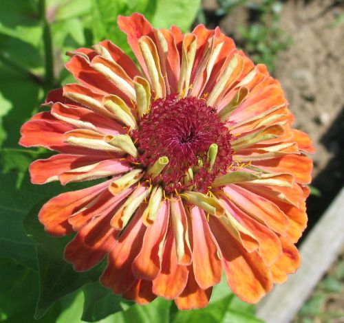 Name:  zinnia2.jpg
Views: 477
Size:  59.5 KB