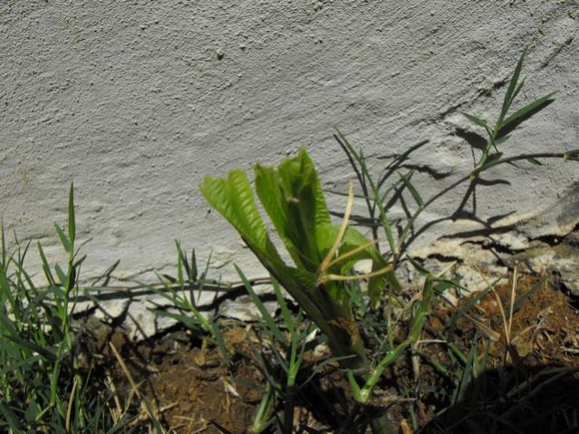 Name:  DSCF8808.jpg
Views: 551
Size:  70.0 KB