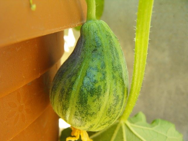 Name:  DSCF8824.jpg
Views: 431
Size:  64.4 KB