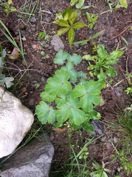 Name:  11702999_10153448221743415_2498600532848827115_n.jpg
Views: 664
Size:  78.4 KB