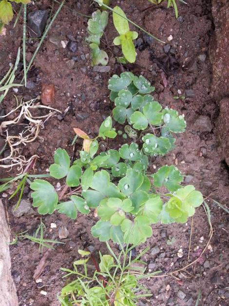 Name:  1538915_10153448221503415_7476436984459070012_n.jpg
Views: 686
Size:  78.5 KB