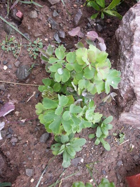 Name:  11667536_10153448221588415_2810490470126904152_n.jpg
Views: 638
Size:  77.7 KB