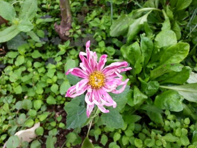 Name:  11059868_10153448220523415_4304626300417566232_n.jpg
Views: 539
Size:  56.9 KB