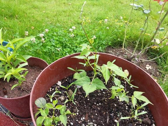 Name:  11692584_10153442139278415_8080303134131489171_n (1).jpg
Views: 659
Size:  72.6 KB