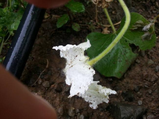 Name:  10983577_10153448220273415_324908713108621797_n.jpg
Views: 473
Size:  38.8 KB