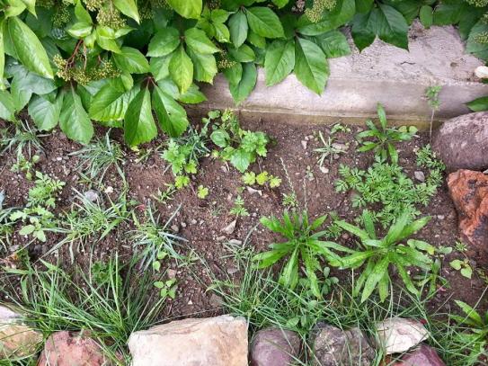 Name:  11659336_10153442139643415_1594657344817053625_n.jpg
Views: 474
Size:  72.8 KB