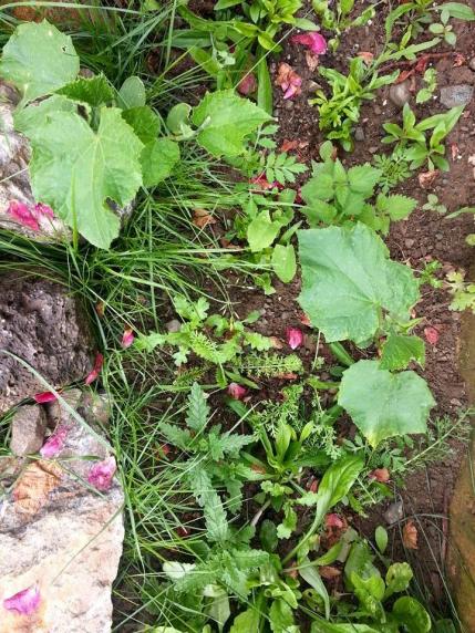 Name:  11150746_10153442139873415_6644743400171796238_n.jpg
Views: 479
Size:  79.3 KB