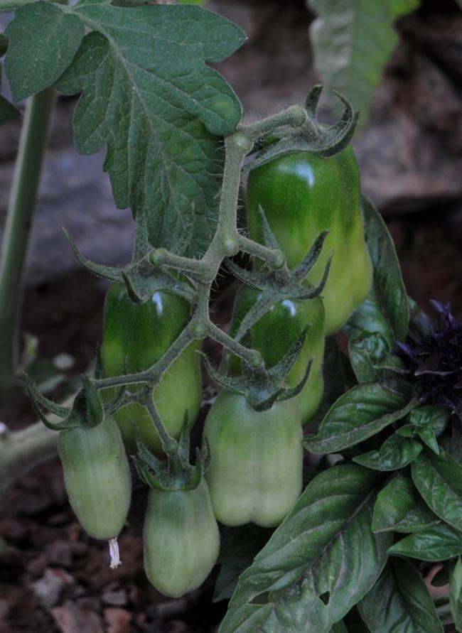 Name:  san marzano.jpg
Views: 1322
Size:  67.3 KB
