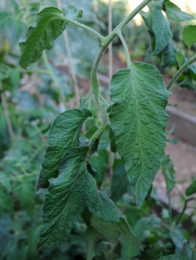 Name:  burdur4.jpg
Views: 1364
Size:  60.7 KB