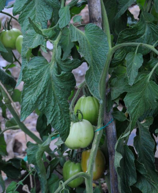Name:  burdur3.jpg
Views: 1408
Size:  72.0 KB