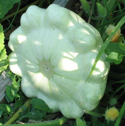 Name:  Patisson Panach Jaune et Verte Scallop Squash.jpg
Views: 914
Size:  46.1 KB