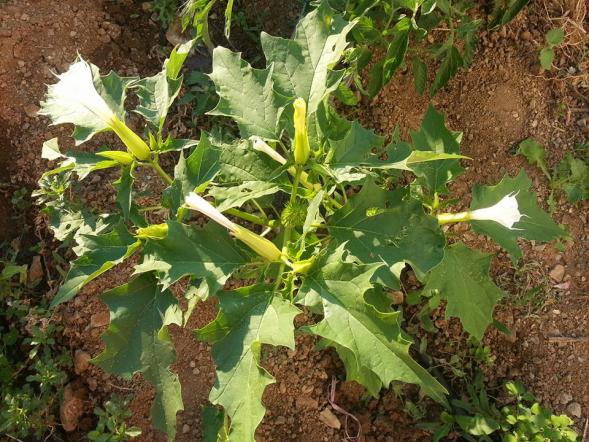 Name:  11753646_10153503306253415_6996622270134576288_n.jpg
Views: 541
Size:  71.9 KB