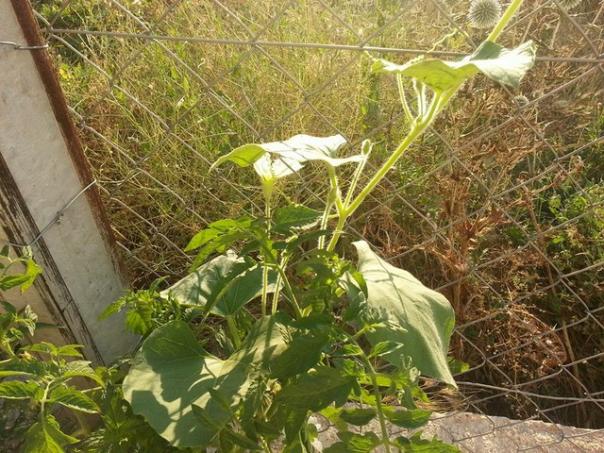 Name:  11781713_10153503306168415_8748979143791059039_n-640x640.jpg
Views: 509
Size:  72.2 KB