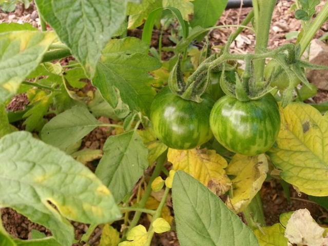 Name:  11223857_10153500770368415_7346161370438000214_n-640x640.jpg
Views: 487
Size:  53.7 KB