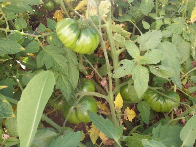 Name:  10407824_10153500770498415_8016204826751177951_n-640x640.jpg
Views: 493
Size:  57.4 KB