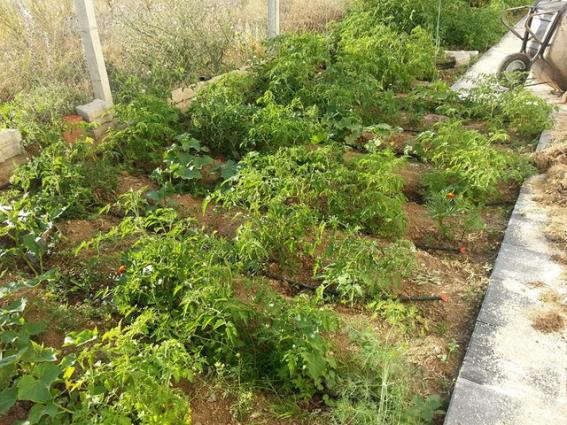 Name:  1907437_10153500770933415_6200826554504222592_n-640x640.jpg
Views: 501
Size:  73.5 KB