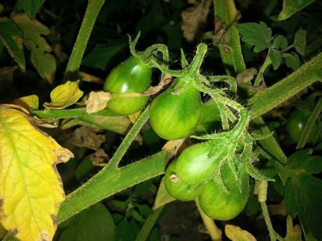 Name:  247125_10153515336558415_8589874608801786742_n-640x640.jpg
Views: 358
Size:  51.4 KB