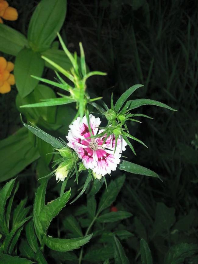 Name:  11695837_10153515337333415_6914639407441811815_n.jpg
Views: 365
Size:  62.5 KB