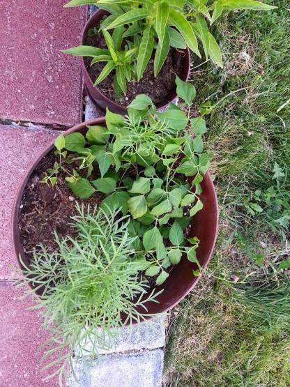 Name:  11796225_10153507436818415_2582064132572022173_n.jpg
Views: 382
Size:  77.8 KB