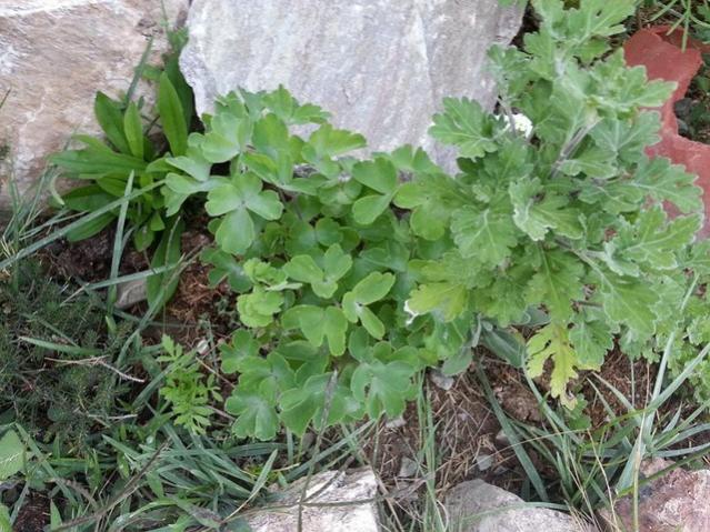 Name:  11796317_10153507428648415_4938979799111872370_n-640x640.jpg
Views: 347
Size:  69.6 KB