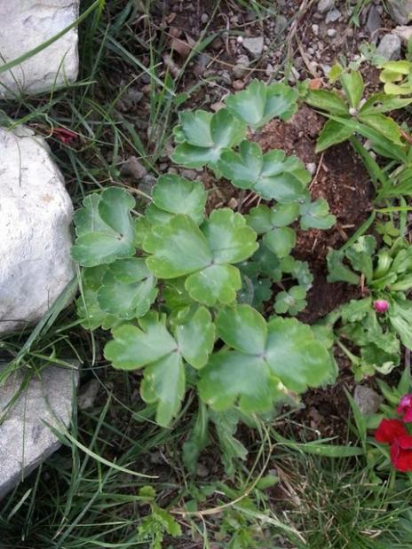 Name:  11751883_10153507428743415_8525560237775247450_n-640x640.jpg
Views: 366
Size:  63.9 KB