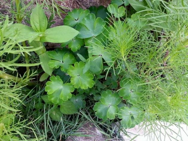 Name:  11742641_10153507434143415_1247131740225979034_n-640x640.jpg
Views: 343
Size:  70.7 KB