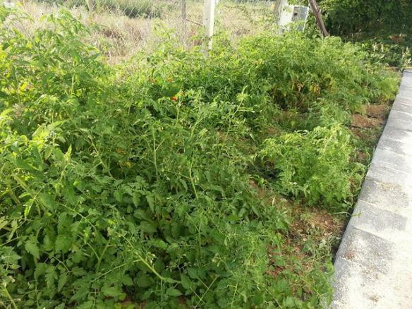 Name:  11737932_10153500773478415_1528411739771344924_n (1)-640x640.jpg
Views: 354
Size:  72.4 KB