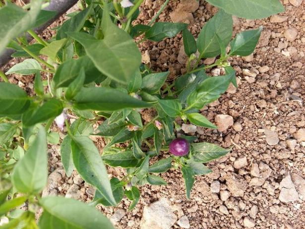 Name:  11141768_10153500773838415_8943034174629397934_n (1)-640x640.jpg
Views: 355
Size:  71.5 KB