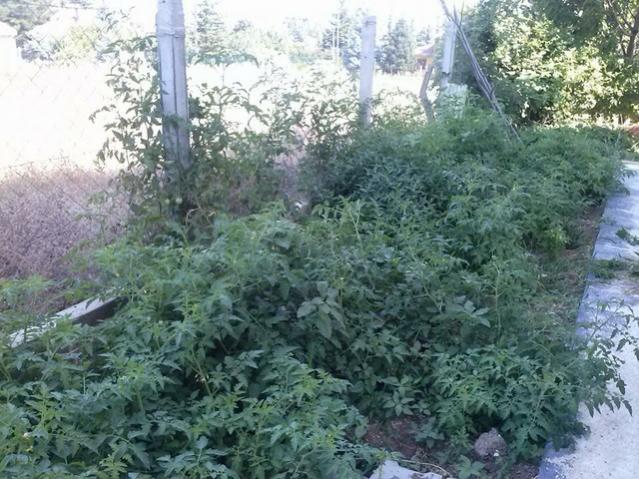 Name:  11825868_10153537493413415_2576204389973729103_n-640x640.jpg
Views: 268
Size:  68.8 KB