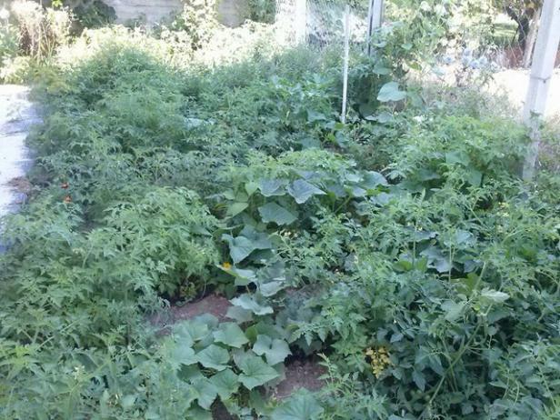 Name:  11822597_10153537493663415_8371855980691701723_n-640x640.jpg
Views: 292
Size:  71.3 KB