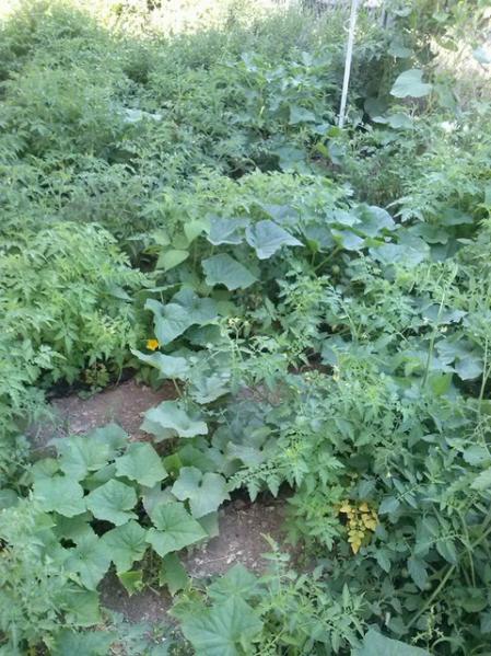 Name:  11755749_10153537494128415_1774901575603327698_n-640x640.jpg
Views: 269
Size:  66.1 KB