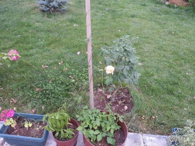 Name:  11811497_10153541509798415_1435092692936630220_n-640x640.jpg
Views: 328
Size:  69.0 KB