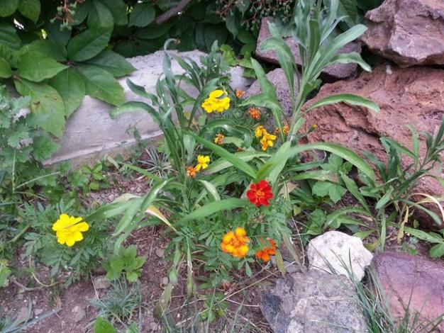 Name:  11836914_10153541510298415_5210868337740329721_n-640x640.jpg
Views: 263
Size:  71.5 KB