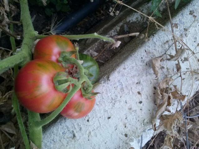 Name:  11822511_10153537494373415_524065698315588205_n-640x640.jpg
Views: 265
Size:  52.7 KB