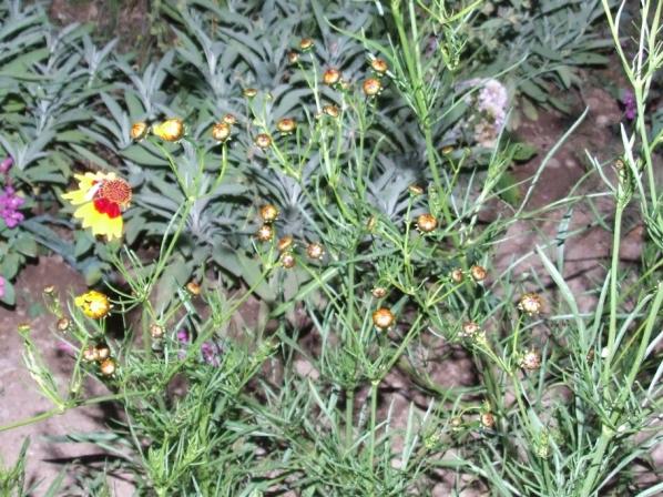Name:  DSCF2547.jpg
Views: 605
Size:  72.2 KB