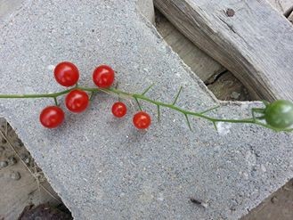 Name:  11214118_10153546162338415_3159150451303920374_n (2)-640x640.jpg
Views: 325
Size:  33.7 KB